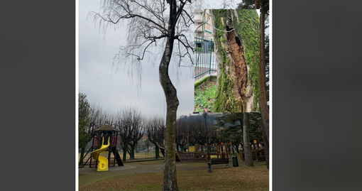Gli alberi pericolanti abbattuti nel parco giochi di Angera Gli alberi pericolanti abbattuti nel parco giochi di Angera