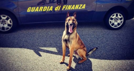 Metamfetamine in valigia, 25 ovuli di cocaina in pancia: il cane antidroga Rock scopre corriere a Malpensa Metamfetamine in valigia, 25 ovuli di cocaina in pancia: il cane antidroga Rock scopre corriere a Malpensa