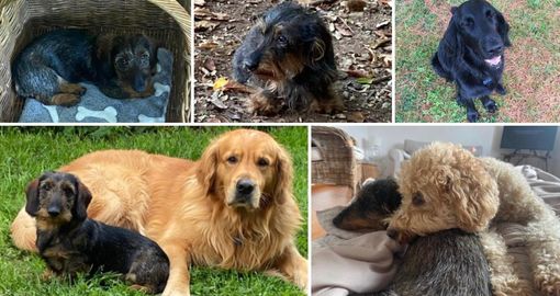 Dall'alto alcuni degli amici aiutati da Super Star Pets: Alvin adottato ad aprile, Annie super star, Teemu, una "pazza" barboncina e ancora Alvin con Aki Dall'alto alcuni degli amici aiutati da Super Star Pets: Alvin adottato ad aprile, Annie super star, Teemu, una "pazza" barboncina e ancora Alvin con Aki