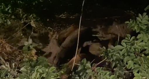 VIDEO. Un branco di cinghiali sotto la terrazza del Mosè al Sacro Monte tra lo stupore dei visitatori