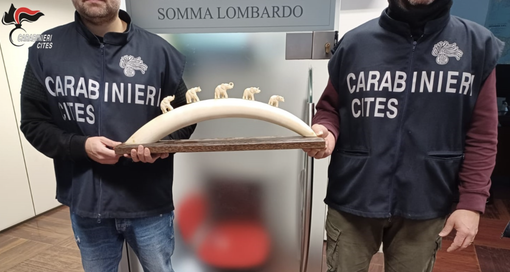 Il materiale sequestrato dai carabinieri Forestali