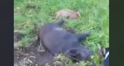 VIDEO - Michela Vittoria Brambilla: «Una vergogna quella mamma cinghiale e i suoi cuccioli sterminati a Cunardo» VIDEO - Michela Vittoria Brambilla: «Una vergogna quella mamma cinghiale e i suoi cuccioli sterminati a Cunardo»