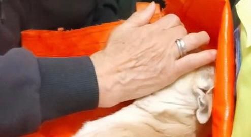 L'ultimo saluto a Luna della sua proprietaria