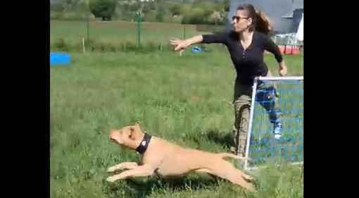 Ecco la Clubhouse di Dog's Avenue, dove i cani sono i protagonisti