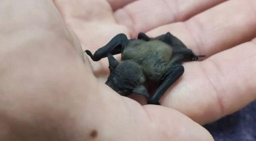Un piccolo pipistrello salvato dai passanti e curato da Enpa Un piccolo pipistrello salvato dai passanti e curato da Enpa