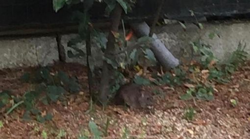 Topi e cinghiali a Varese? La Lega: »Con i 5stelle alleati del PD, la città sempre più vicina a Roma» Topi e cinghiali a Varese? La Lega: »Con i 5stelle alleati del PD, la città sempre più vicina a Roma»