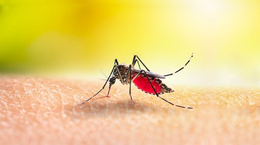 Due casi di Dengue in provincia. A Busto scatta la disinfestazione Due casi di Dengue in provincia. A Busto scatta la disinfestazione