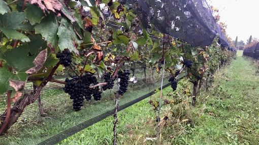 I vigneti della Cascina Ronchetto, a Morazzone