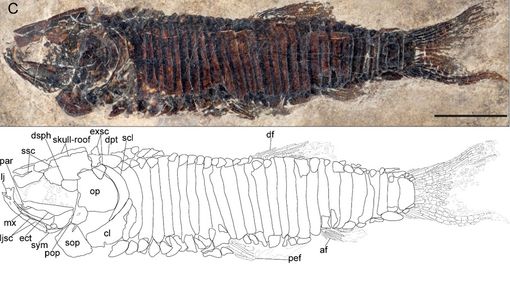 A Castelveccana scoperta una nuova specie di pesci fossili A Castelveccana scoperta una nuova specie di pesci fossili