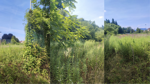 Lo stato del campo Greov a Giubiano Lo stato del campo Greov a Giubiano