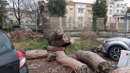 FOTO - Sette mesi e l'albero caduto è ancora lì...