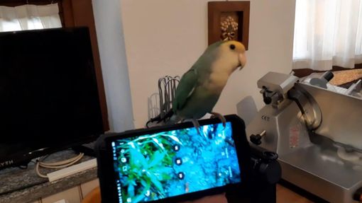 «Aiutateci a ritrovare il nostro inseparabile Chio» «Aiutateci a ritrovare il nostro inseparabile Chio»