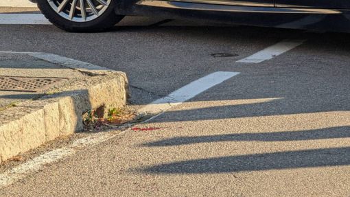 (foto da ilSaronno.it) (foto da ilSaronno.it)