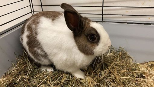 «Aiutateci a offrire una nuova vita ai conigli della Gorgona» «Aiutateci a offrire una nuova vita ai conigli della Gorgona»