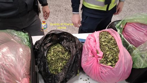 A Malpensa sequestrati 18 chili di Khat: arrestato un uomo