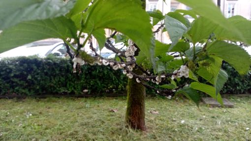 La cocciniglia presente anche fuori da Villa Tamagno a Varese e, sotto, sui rami di alcuni alberi del capoluogo