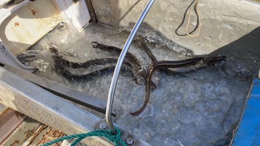 VIDEO. Ad Angera 87 chili di anguille per ripopolare il lago Maggiore