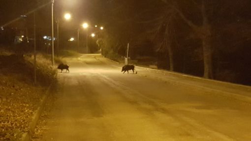 Foto di Roberta Bogni