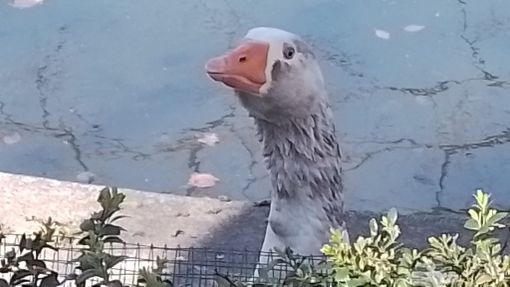 Cornelio, l'oca del Giardino botanico di Torino, diventa influencer. E finisce anche su La7