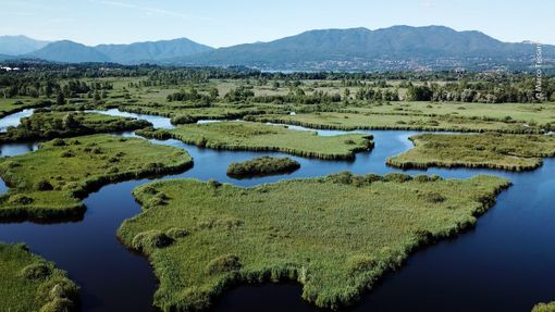 Flora, fauna e altre vite ora è un documentario Flora, fauna e altre vite ora è un documentario