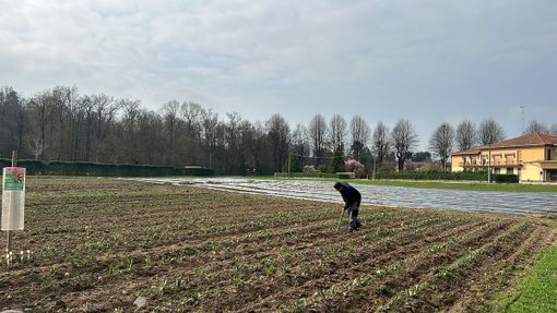 Un campo di tulipani per una primavera indimenticabile: arriva Somma Lombardo in fiore!