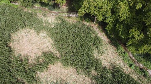 I campi di mais di Taino devastati dai cinghiali