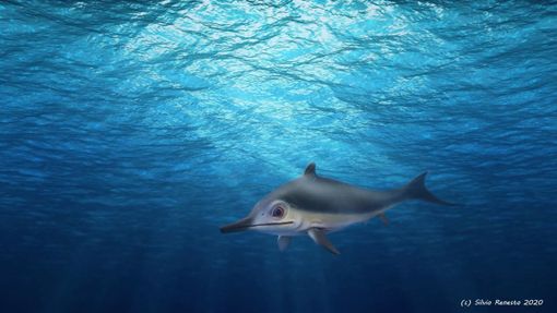 Tra i fossili di Besano scoperta una pinna di ittosauro di 240 milioni di anni