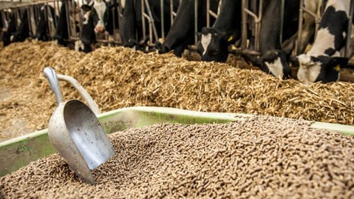 Export alimenti, mangimi, sottoprodotti di origine animale e animali vivi: attivo il sito dedicato