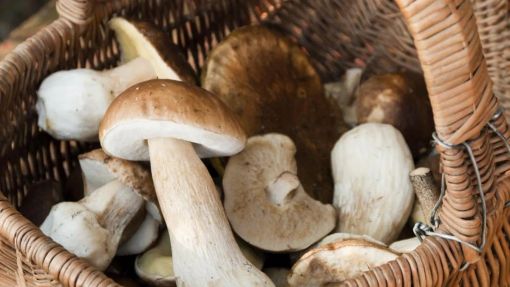 GeoResQ, l’app per la sicurezza dei fungiat GeoResQ, l’app per la sicurezza dei fungiat