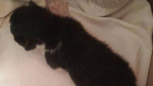 Salvato da una pressa, micino di 5 giorni affidato ad Enpa