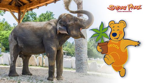 L'elefantessa Maya, adottata a distanza, e Teddi aspettano i bambini al Safari Park Lago Maggiore