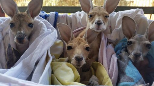 "Varese in… Maglia" realizza marsupi per i canguri australiani orfani