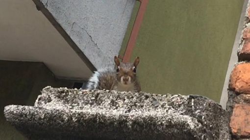 Lo scoiattolo cittadino sembra fare "cucù" ai passanti Lo scoiattolo cittadino sembra fare "cucù" ai passanti