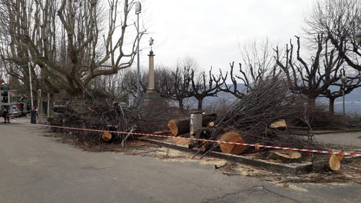 Nella foto: abbattimento tigli in frazione Cerro (1 marzo 2022)