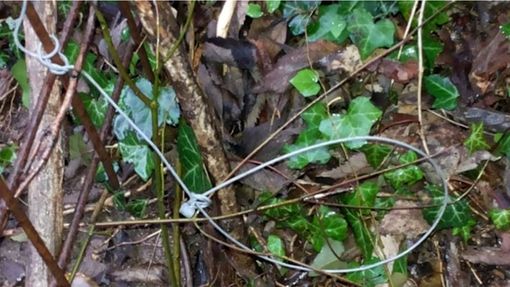 Trappole per animali tra Bobbiate e Casbeno, ferito un gatto