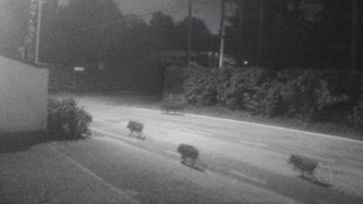 I cinghiali a passeggio per le strade di Tradate in zona Pianbosco (foto da IlSaronno.it)