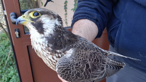 Il falco pellegrino recuperato Il falco pellegrino recuperato