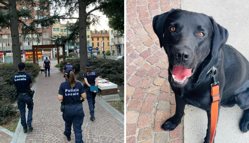 Gallarate, controlli antidroga davanti alle scuole: il fiuto di Zorro individua sostanze stupefacenti Gallarate, controlli antidroga davanti alle scuole: il fiuto di Zorro individua sostanze stupefacenti