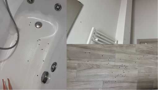 Intervento straordinario a Olgiate Olona per combattere l'emergenza mosche e moscerini