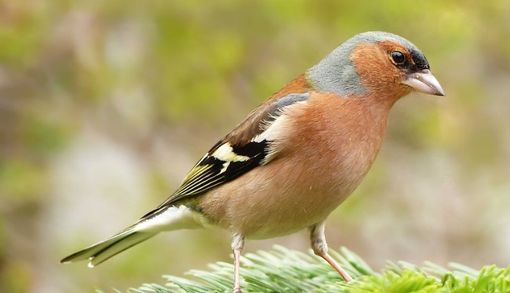 Torna domenica 1° settembre la Sagra degli Uccelli di Cantello