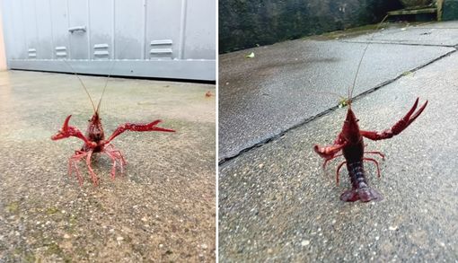 L'inchino del gambero rosso della Louisiana immortalato da una nostra lettrice a Capolago