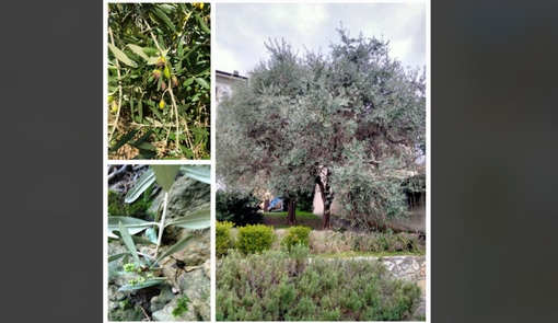 Ulivi e olive delle Terre del Verbano
