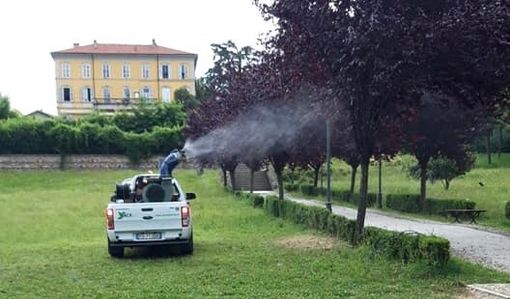Un bruco minaccia i parchi di Tradate: interviene il Comune Un bruco minaccia i parchi di Tradate: interviene il Comune