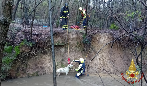 Parco delle Groane, i vigili del fuoco salvano un cane dal torrente in piena