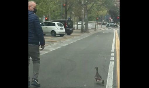 VIDEO. Persi nel traffico di Torino, mamma anatra e il suo piccolo scortati dalla polizia municipale al Po