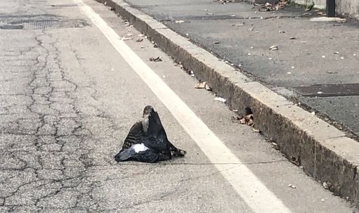 VIDEO: Sparviero a caccia in via Sanvito e il traffico si ferma VIDEO: Sparviero a caccia in via Sanvito e il traffico si ferma