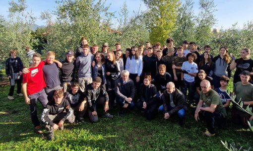 Partita a Bosto la raccolta delle olive di Sant’Imerio. Anche il sindaco in campo insieme ai volontari