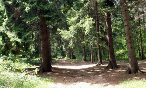 La pineta in Valganna (foto Comunità Montata del Piambello) La pineta in Valganna (foto Comunità Montata del Piambello)