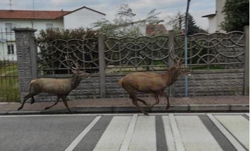 Cervi a spasso per le strade di Cislago. Il Comune invita gli automobilisti alla massima prudenza Cervi a spasso per le strade di Cislago. Il Comune invita gli automobilisti alla massima prudenza