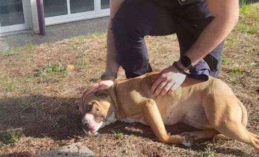 Cislago, pitbull affamato tra gli scaffali del Lidl. Lo prende in consegna la polizia locale